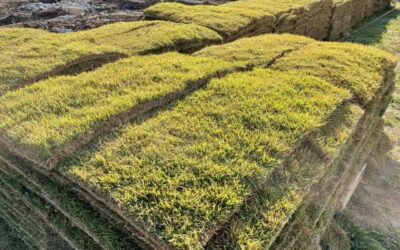What’s the Difference Between Seeding and Sod Installation for Nashville Homeowners?