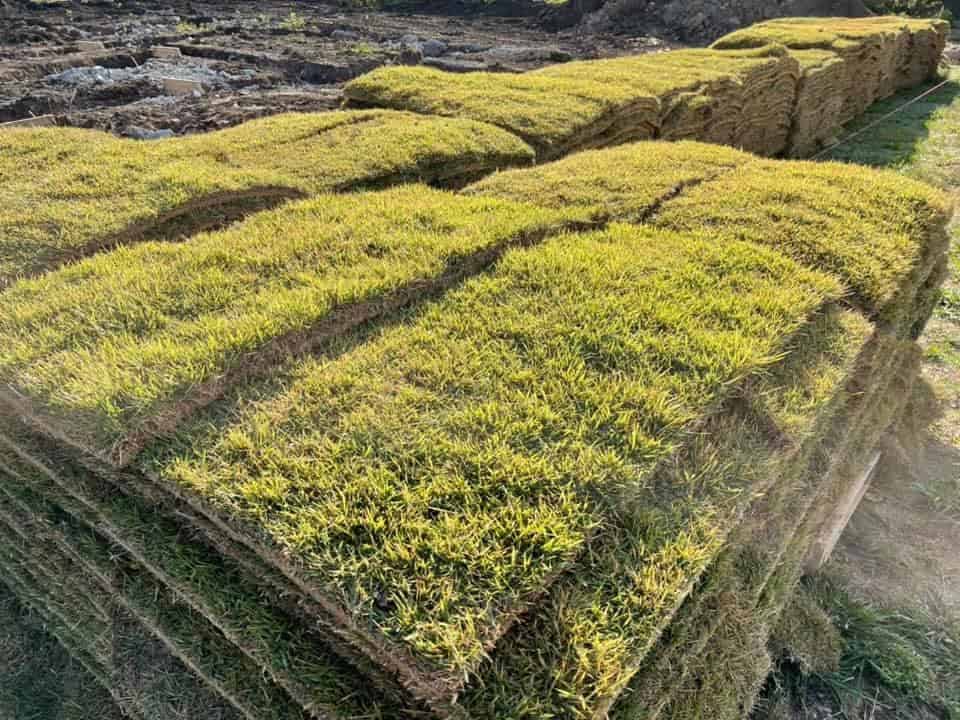 What’s the Difference Between Seeding and Sod Installation for Nashville Homeowners?