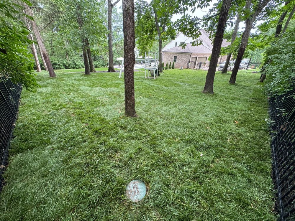 Tall Fescue Rolls - Image 3