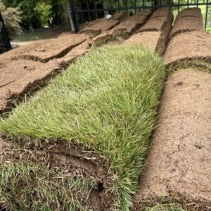 Tall Fescue Pallet