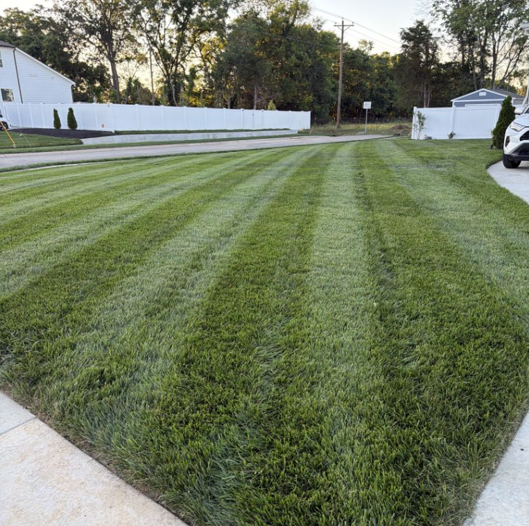 Tall Fescue Pallet - Image 2